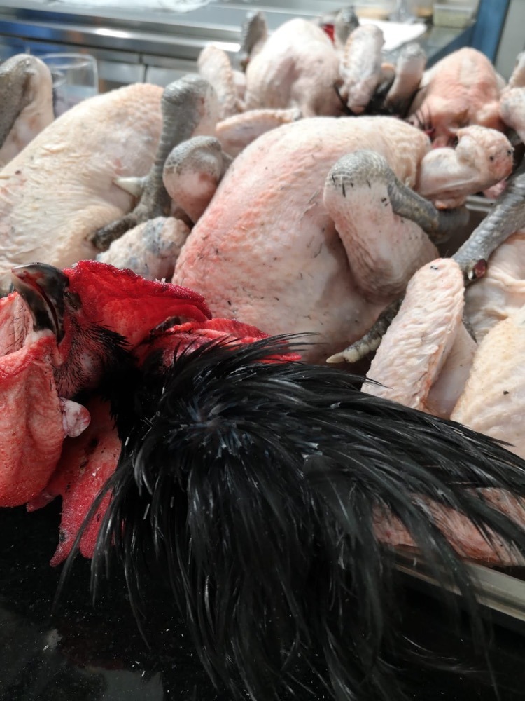 plumes-poulets