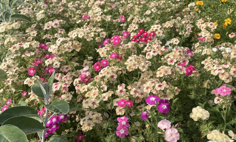 Jardin d'AO 5